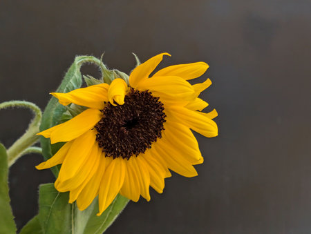Beautiful sunflower on black background, close-up, macro.