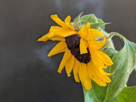 Sunflower on a black background. Shallow depth of field.の写真素材