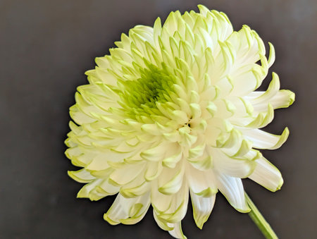 White chrysanthemum on a black background, top viewの写真素材