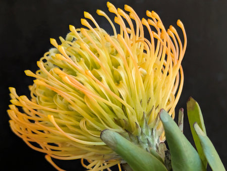 yellow pincushion protea flower close up on black background