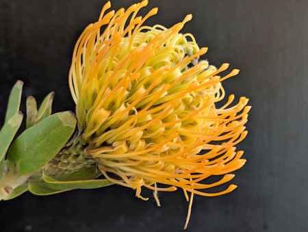 Yellow pincushion protea flower isolated on black background.
