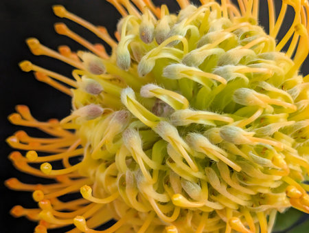 Close up of yellow pincushion protea flower against black backgroundの写真素材