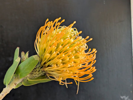 Yellow pincushion protea flower on a black background.の写真素材