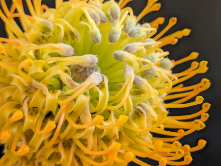 Close up of pincushion protea flower blossom.の写真素材