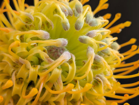 Close up of a yellow pincushion protea flower blossomの写真素材