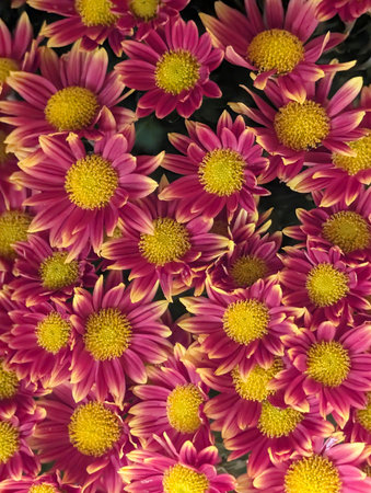 Chrysanthemum flower background. Chrysanthemum grandiflora