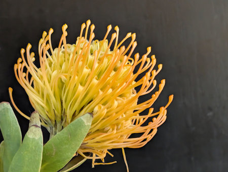 Yellow pincushion protea flower on a black background.の写真素材