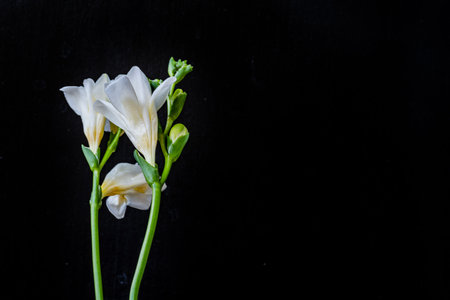 White freesia flower on black background with copy space for text