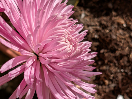 Pink chrysanthemum flower in the botanical garden.の写真素材