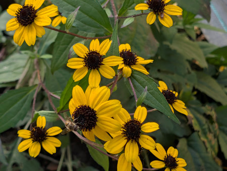 Yellow flowers of Rudbeckia fulgida, commonly known as black-eyed Susan.