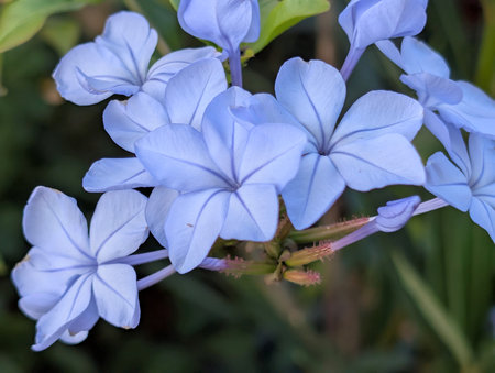 Plumbago auriculata or Cape leadwort flowerの写真素材