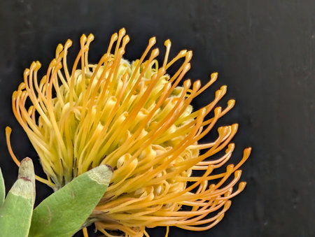 Yellow pincushion protea flower on a black background.