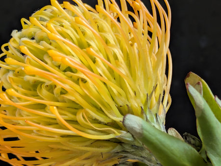 Close up of yellow pincushion protea flower on black backgroundの写真素材