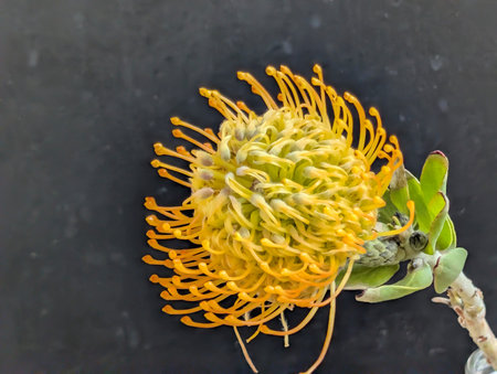 Yellow pincushion protea flower isolated on black background.の写真素材