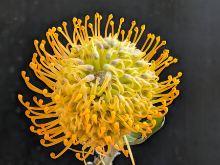 Protea flower on black background, close up of yellow flower