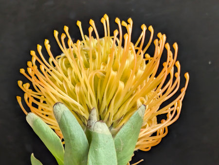 yellow pincushion protea flower, closeup of photoの写真素材