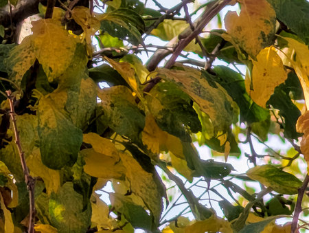 Close up of yellow and green leaves on a tree in the gardenの写真素材