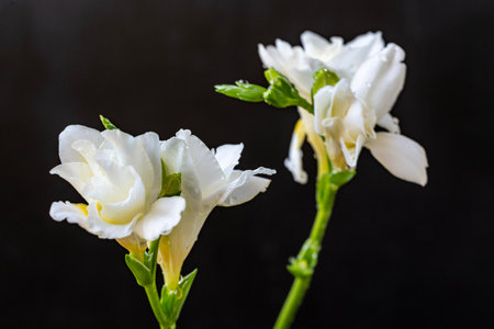 Beautiful freesia flowers on black background, close-up