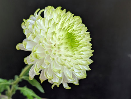 White chrysanthemum on a black background, close-upの写真素材