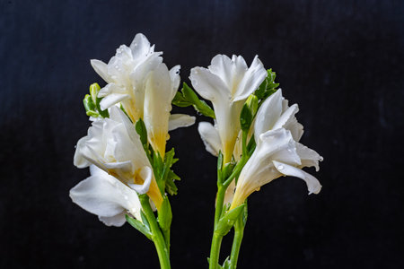 Beautiful white freesia flowers on black background, closeupの写真素材