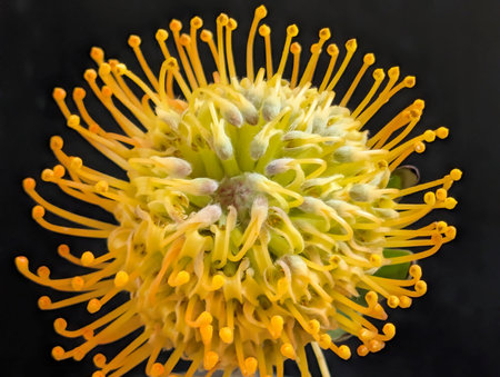 Close up of a yellow pincushion protea flower.の写真素材