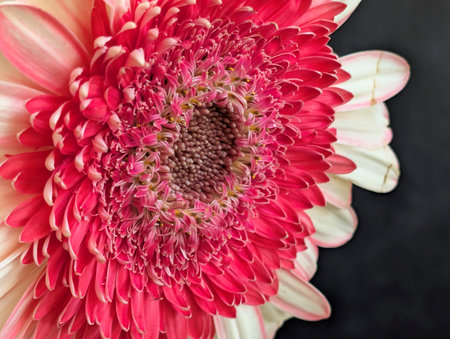 Beautiful pink gerbera flower on black background, close upの写真素材