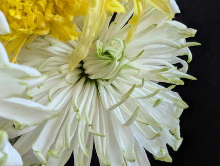 White and yellow chrysanthemum on a black background.の写真素材