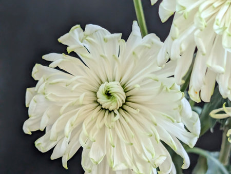 White chrysanthemum flower on black background, stock photoの写真素材