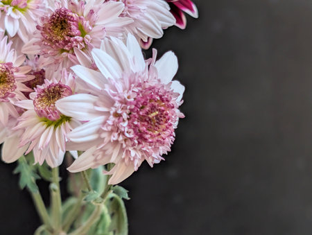 Pink chrysanthemum bouquet on a black background.の写真素材