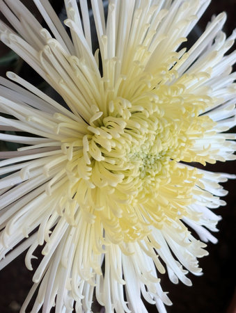 White chrysanthemum flower in the pot, Thailand.の写真素材