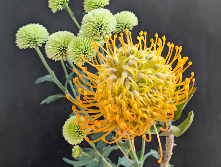 Yellow pincushion protea flower on blackboard background.