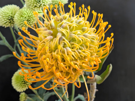 Protea flower on a black background. Pincushion proteaの写真素材