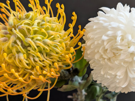 Close up of yellow and white pincushion protea flowerの写真素材