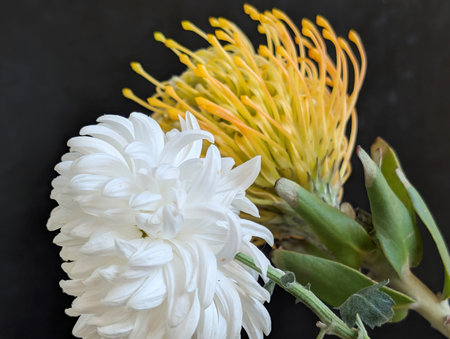 White protea and yellow flower on black background, close up.の写真素材