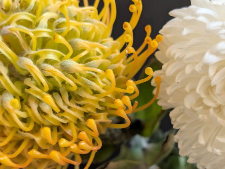 Close up of yellow and white pincushion protea flower