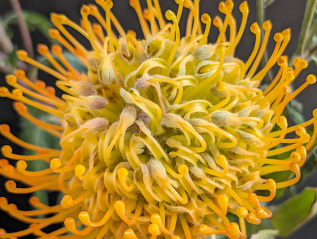yellow pincushion protea flower close-up macro photographyの写真素材
