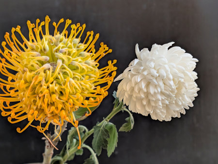 Yellow and white chrysanthemum on a black background.の写真素材