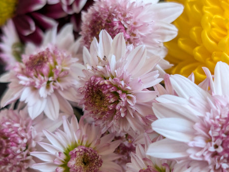 Bouquet of pink and white chrysanthemums.の写真素材