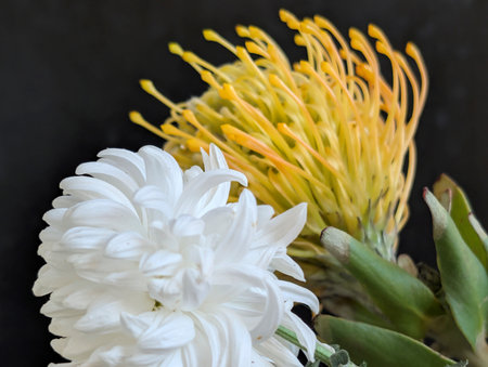 White protea flower with yellow pollen on black background, stock photoの写真素材