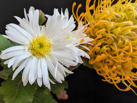 White chrysanthemum flower on black background, close upの写真素材