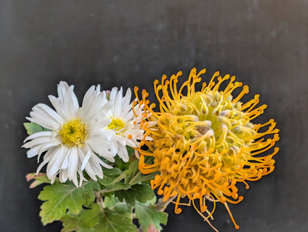 White and yellow chrysanthemum flowers on a black backgroundの写真素材