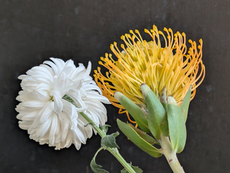 White and yellow pincushion protea flower on black backgroundの写真素材