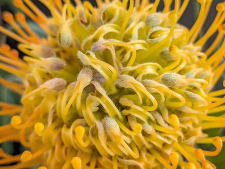 Close up of a yellow pincushion protea flower.の写真素材