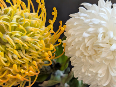 White and yellow pincushion protea flower on black backgroundの写真素材