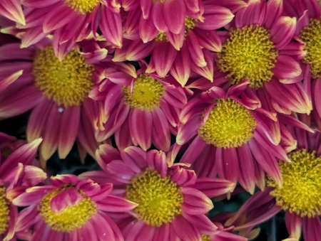 Pink chrysanthemum flowers in the garden, stock photo