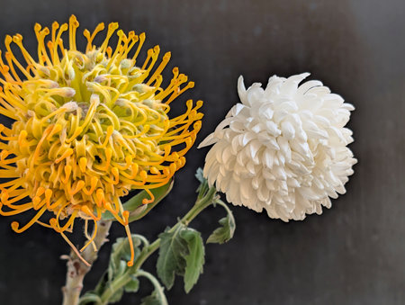 Close up of yellow and white pincushion protea flowerの写真素材