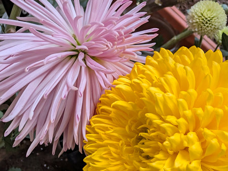 Colorful chrysanthemums in the garden, close up