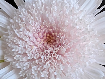 White chrysanthemum close-up. Macro photography.の写真素材