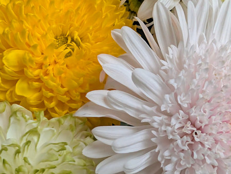 White chrysanthemum and yellow chrysanthemumの写真素材