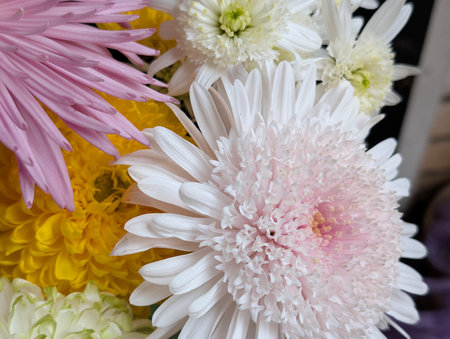 White and pink chrysanthemum flowers in a bouquetの写真素材